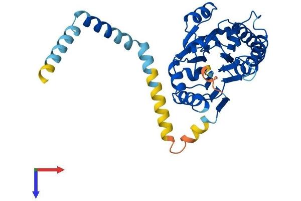 PPM1L Protein (AA 1-360) (His tag)