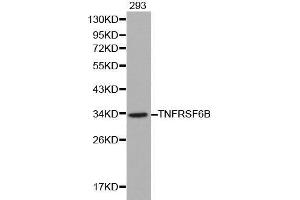 Western blot analysis of 293 cell lysate using TNFRSF6B antibody. (TNFRSF6B Antikörper  (AA 35-300))