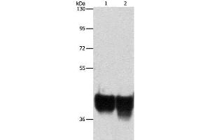 Western Blot analysis of Hela and 293T cell using AUP1 Polyclonal Antibody at dilution of 1:500 (Ancient Ubiquitous Protein 1 Antikörper)