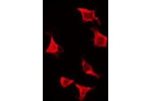 ABIN6276134 staining Hela by IF/ICC. (OR2H2 Antikörper  (C-Term))