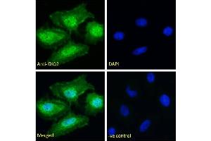 ABIN190862 Immunofluorescence analysis of paraformaldehyde fixed HeLa cells, permeabilized with 0. (DIO2 Antikörper  (Internal Region))
