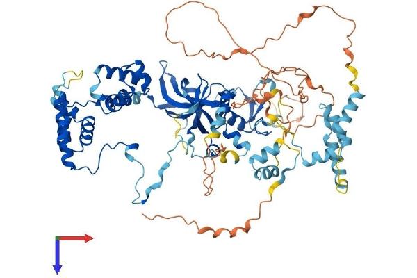 MTA1 Protein (AA 1-715) (His tag)