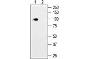 Western blot analysis of rat brain membrane:1. (Hyperpolarization Activated Cyclic Nucleotide-Gated Potassium Channel 1 (HCN1) Peptid)
