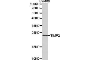 Western blot analysis of extracts of SW480 cell lines, using TIMP2 antibody. (TIMP2 Antikörper  (AA 100-200))