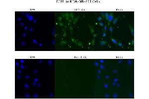 Sample Type :  MD MB231   Primary Antibody Dilution:  4 ug/ml   Secondary Antibody :  Anti-rabbit Alexa 546   Secondary Antibody Dilution:  2 ug/ml   Gene Name :  CDYL (CDYL Antikörper  (N-Term))