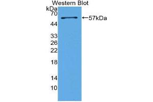 Western Blotting (WB) image for anti-Surfactant Protein A1 (SFTPA1) (AA 21-248) antibody (ABIN2117781)