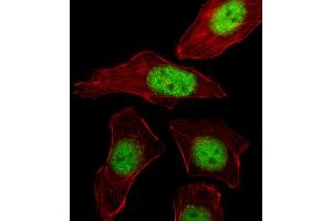 Fluorescent image of A549 cell stained with PURB Antibody (C-term) . (PURB Antikörper  (C-Term))