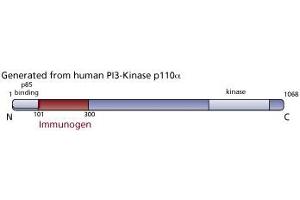 Image no. 2 for anti-Phosphoinositide-3-Kinase, Catalytic, alpha Polypeptide (PIK3CA) (AA 101-300) antibody (ABIN968519) (PIK3CA Antikörper  (AA 101-300))