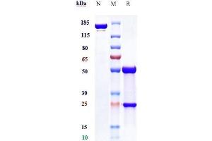 Anti-PVRIG Reference Antibody (COM701) on SDS-PAGE under reducing (R) condition.