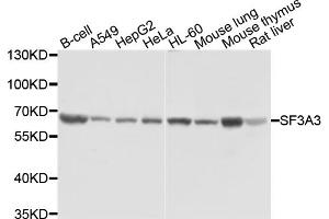 Western blot analysis of extracts of various cell lines, using SF3A3 antibody (ABIN1874748) at 1:1000 dilution. (SF3A3 Antikörper)