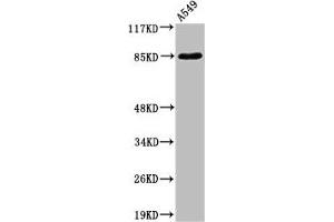 Western Blot analysis of A549 cells using ADAM10 Polyclonal Antibody (A Disintegrin and Metallopeptidase Domain 1a (ADAM1A) (Internal Region) Antikörper)