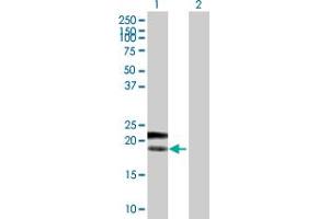 Western Blot analysis of PTTG1IP expression in transfected 293T cell line by PTTG1IP MaxPab polyclonal antibody. (PTTG1IP Antikörper  (AA 1-180))
