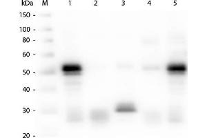 Western Blot of Anti-Rabbit IgG (H&L) (GOAT) Antibody  Western Blot of Anti-Rabbit IgG (H&L) (GOAT) Antibody. (Ziege anti-Kaninchen IgG Antikörper (DyLight 488))