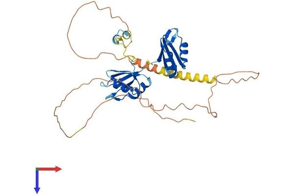 RBM4 Protein (AA 1-364) (His tag)