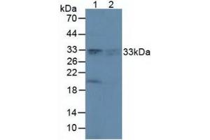 Figure. (Peroxiredoxin 4 Antikörper  (AA 6-249))