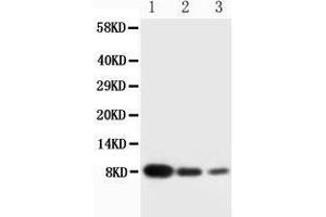 Anti-PF4 antibody, Western blotting Lane 1: Recombinant Human CXCL4 Protein 10ng Lane 2: Recombinant Human CXCL4 Protein 5ng Lane 3: Recombinant Human CXCL4 Protein 2. (PF4 Antikörper  (C-Term))