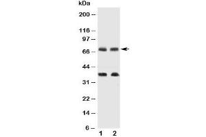 Western blot testing of GAT-1 antibody and Lane 1:  rat brain;  2: mouse brain tissue lysate. (SLC6A1 Antikörper  (C-Term))