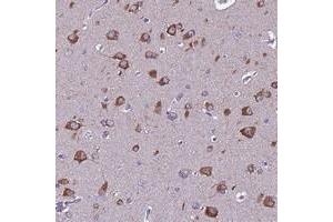 Immunohistochemical staining of human cerebral cortex with FAM173A polyclonal antibody  shows strong cytoplasmic positivity in neuronal cells. (FAM173A Antikörper)