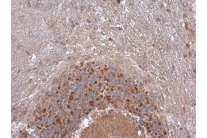 IHC-P Image NDUFB5 antibody detects NDUFB5 protein at cytoplasm in rat brian by immunohistochemical analysis.