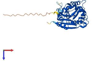 PNMT Protein (AA 1-295) (His tag)