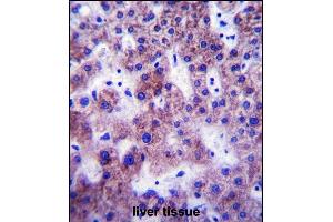 Immunohistochemistry (Paraffin-embedded Sections) (IHC (p)) image for anti-UDP Glucuronosyltransferase 1 Family, Polypeptide A1 (UGT1A1) (AA 65-90), (N-Term) antibody (ABIN657870)
