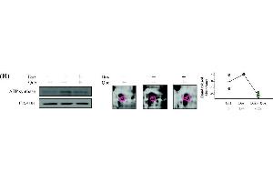 Western Blotting (WB) image for anti-Glyceraldehyde-3-Phosphate Dehydrogenase (GAPDH) antibody (ABIN2857072)