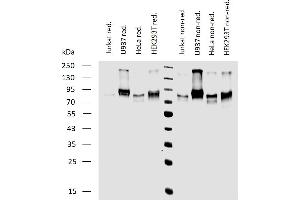 Western blotting analysis of human CD164 expression in various cell lines under reducing and non-reducing conditions using mouse monoclonal antibody 67D2. (CD164 Antikörper)