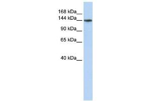 Western Blotting (WB) image for anti-ATPase, Class VI, Type 11B (ATP11B) antibody (ABIN2459067)