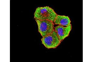 Immunofluorescence (IF) image for anti-B and T Lymphocyte Associated (BTLA) (AA 31-157) antibody (ABIN5611245)