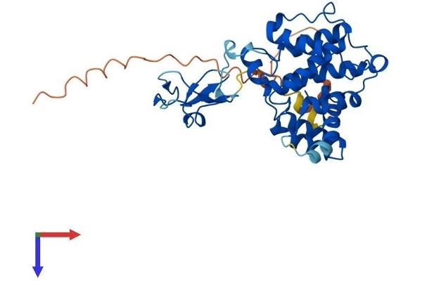 CHN2 Protein (AA 1-332) (His tag)