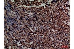 Immunohistochemistry (IHC) analysis of paraffin-embedded Rat Kidney, antibody was diluted at 1:100. (Adrenomedullin Antikörper  (Internal Region))