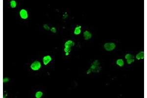 Anti-NEUROG1 mouse monoclonal antibody (ABIN2452621) immunofluorescent staining of COS7 cells transiently transfected by pCMV6-ENTRY NEUROG1 (RC207029). (Neurogenin 1 Antikörper)