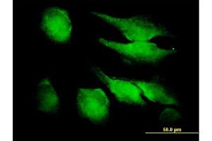 Immunofluorescence of purified MaxPab antibody to FGF1 on HeLa cell. (FGF1 Antikörper  (AA 1-155))