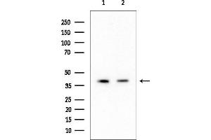 Western blot analysis of lysates from various samples, using ALDH3B2 Mouse Monoclonal Antibody at 1/1000 dilution.