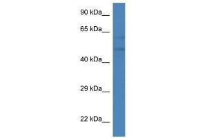 Western Blot showing Pfkfb2 antibody used at a concentration of 1.