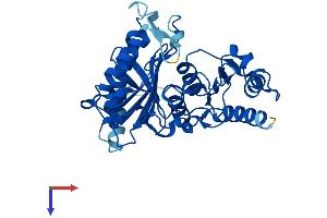 FBP2 Protein (AA 1-339) (His tag)