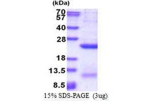 Glypican 4 (GPC4) (AA 401-529) protein (His tag)