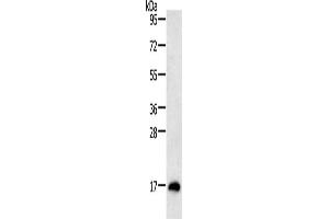 Gel: 12 % SDS-PAGE, Lysate: 40 μg, Lane: Mouse testis tissue, Primary antibody: ABIN7130808(RAMP1 Antibody) at dilution 1/200, Secondary antibody: Goat anti rabbit IgG at 1/8000 dilution, Exposure time: 10 minutes (RAMP1 Antikörper)