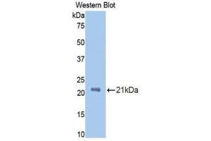 Western Blotting (WB) image for anti-Protein C Receptor, Endothelial (PROCR) (AA 59-217) antibody (ABIN1172006)