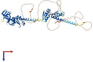 FMR1 Protein (AA 1-614) (His tag)