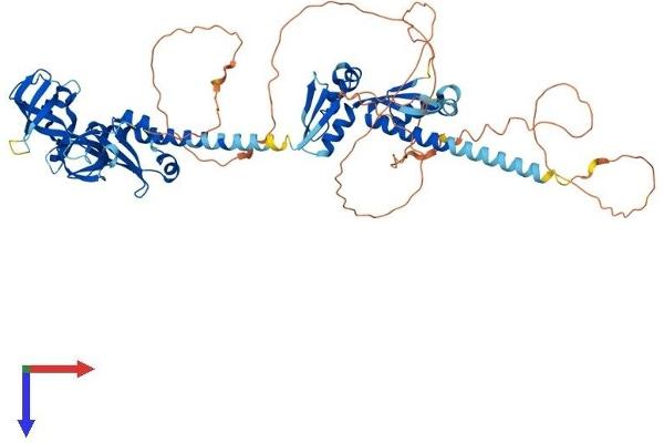 FMR1 Protein (AA 1-614) (His tag)
