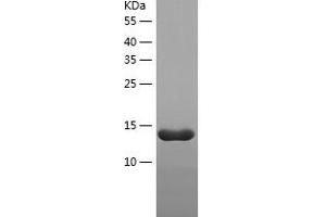 Placenta Growth Factor (PGF) (AA 19-149) protein (His-IF2DI Tag)