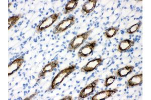 Anti- Aquaporin 2 Picoband antibody, IHC(P) IHC(P): Rat Kidney Tissue (AQP2 Antikörper  (C-Term))
