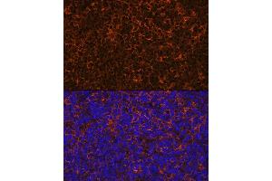 Immunofluorescence analysis of rat thymus using IL10 Rabbit mAb (ABIN7267981) at dilution of 1:100 (40x lens). (IL-10 Antikörper)