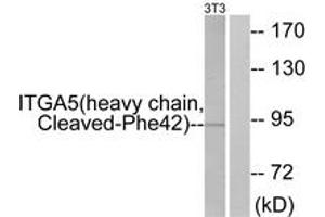 Western blot analysis of extracts from NIH-3T3 cells, treated with etoposide 25uM 24h, using ITGA5 (heavy chain,Cleaved-Phe42) Antibody. (ITGA5 Antikörper  (Cleaved-Phe42))