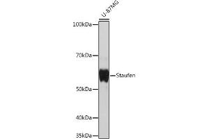 Western blot analysis of extracts of U-87MG cells, using Staufen Rabbit mAb (ABIN7270586) at 1:1000 dilution.