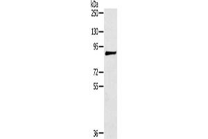 Gel: 6 % SDS-PAGE, Lysate: 40 μg, Lane: 293T cells, Primary antibody: ABIN7191356(MAGEE1 Antibody) at dilution 1/200, Secondary antibody: Goat anti rabbit IgG at 1/8000 dilution, Exposure time: 5 minutes (MAGEE1 Antikörper)