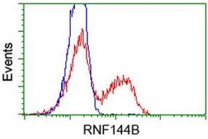 Image no. 1 for anti-Ring Finger Protein 144B (RNF144B) (AA 1-256) antibody (ABIN1490650) (RNF144B Antikörper  (AA 1-256))