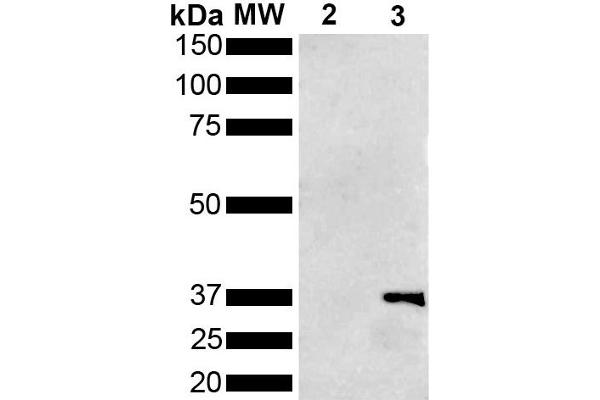 Metallothionein Antikörper