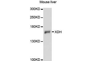 Western blot analysis of extracts of mouse liver, using XDH antibody (ABIN6292357) at 1:3000 dilution. (XDH Antikörper)